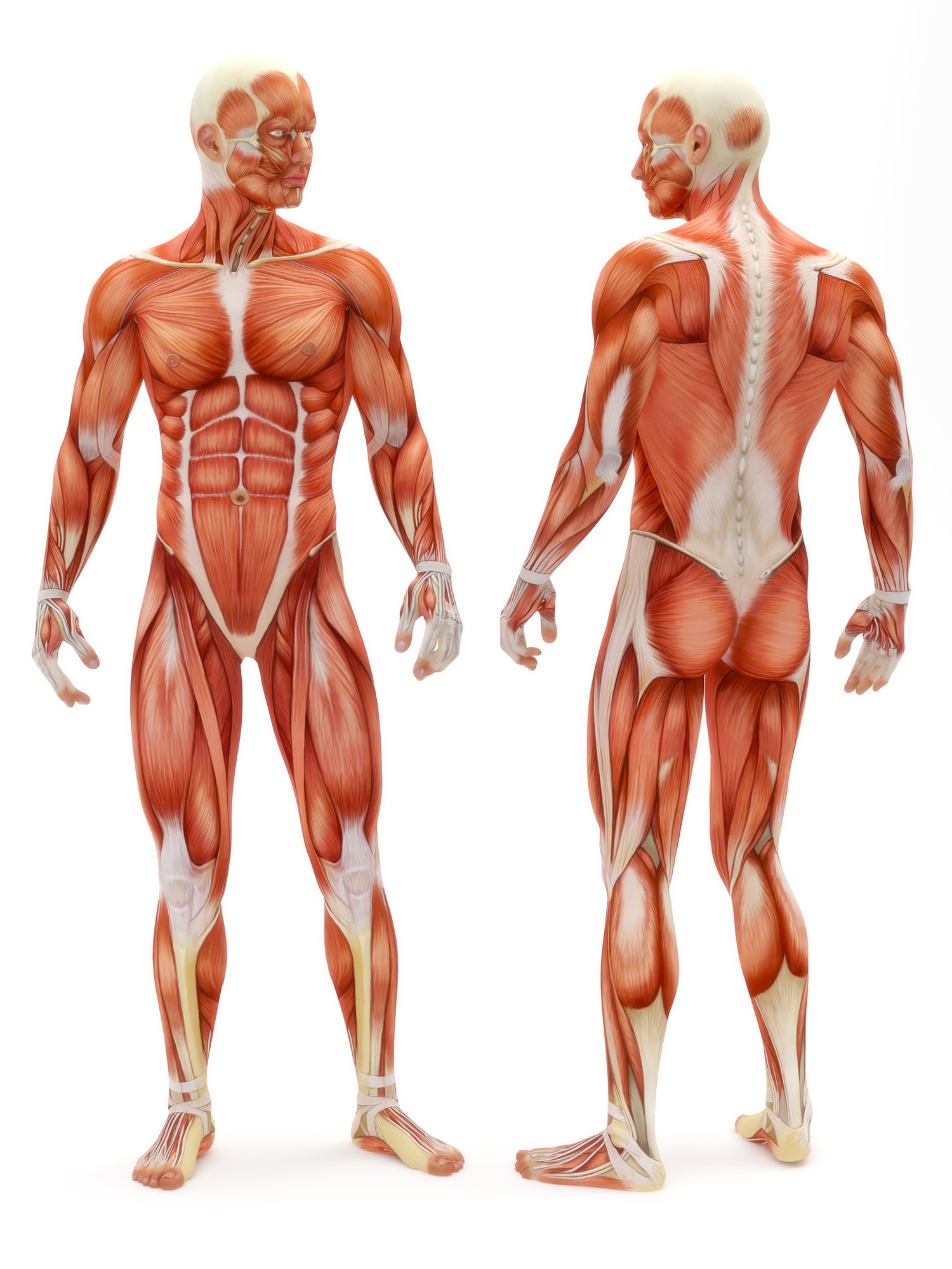 Male musculoskeletal